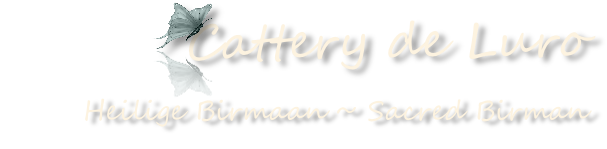 Heilige Birmaan ~ Sacred Birman