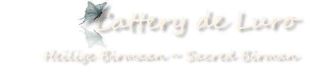 Heilige Birmaan ~ Sacred Birman
